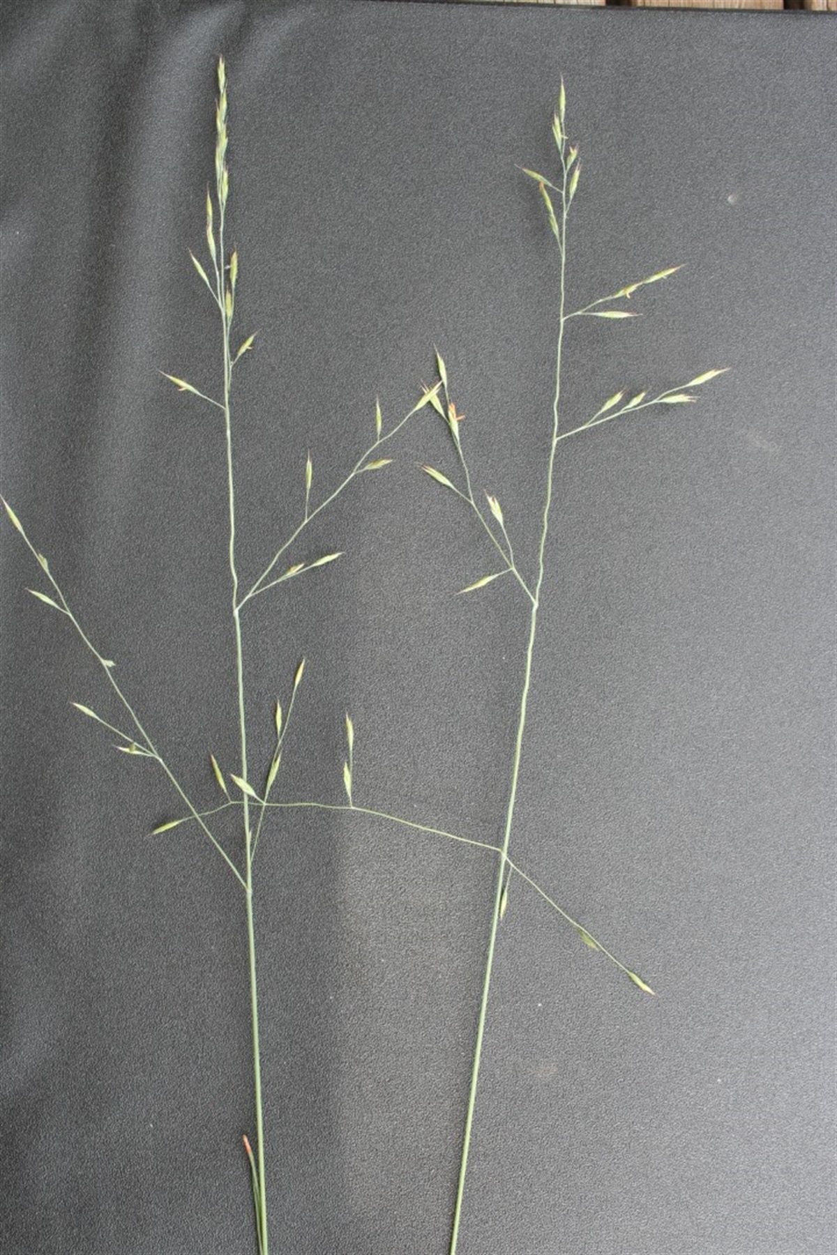 festuca kampestris