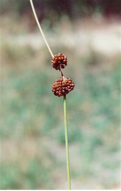 678B-2-Juncus-australis-fl-Helen-Moss.jpg