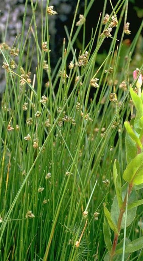 705B-1-Isolepis-habra-hab-C.-Totterdell-ANBG.jpg