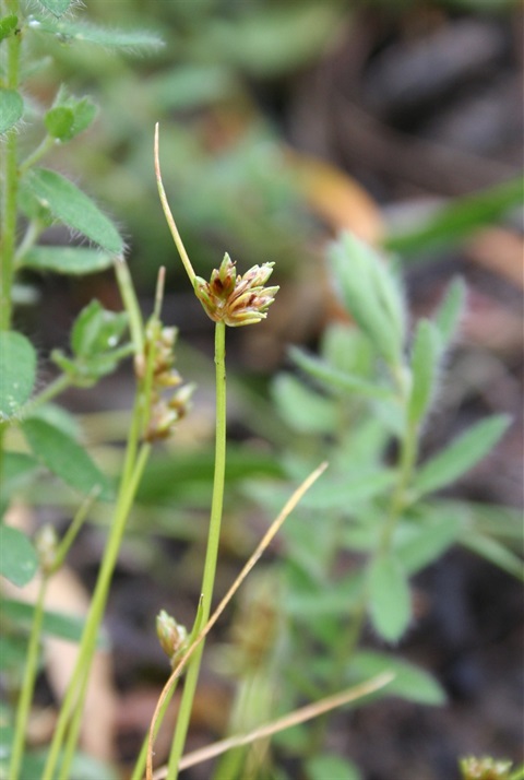 706B-3-Isolepis-marginata-fl-Marilyn-Gray.jpg