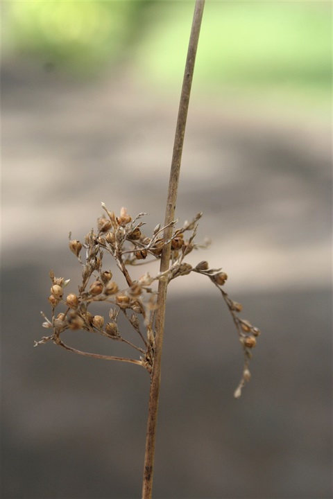 708B-2-Juncus-usitatus-fl-Marilyn-Gray.jpg