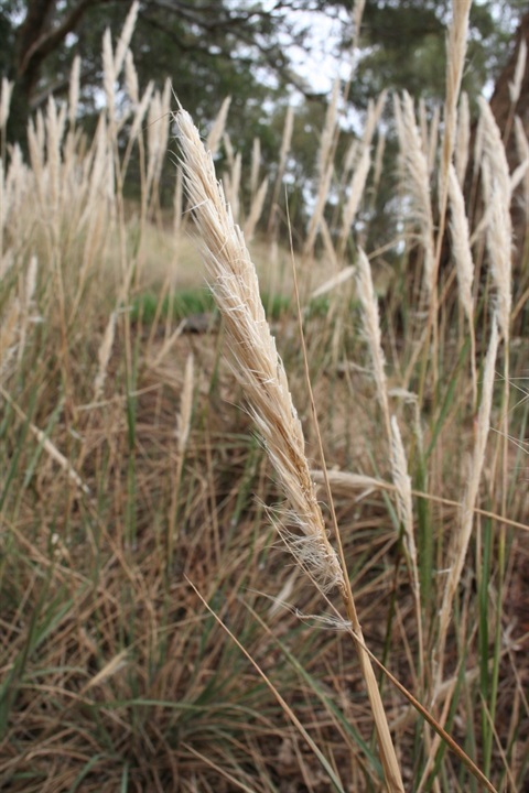 712B-2-Austrostipa-densiflora-fl-Marilyn-Gray.jpg