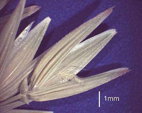 713B-2-Tetrarrhena-acuminata-D.-Sharp.jpg