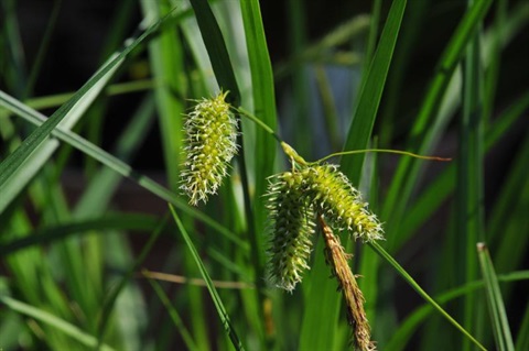 868B-Carex-longebrachiata-Rob-Wiltshire.jpg