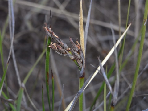 873B-2-Lepidosperma-curtisiae-RB.jpg