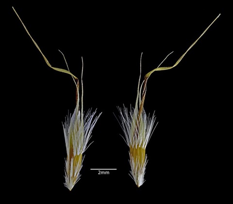 902B-3-Rytidosperma-duttonianum-PK.jpg