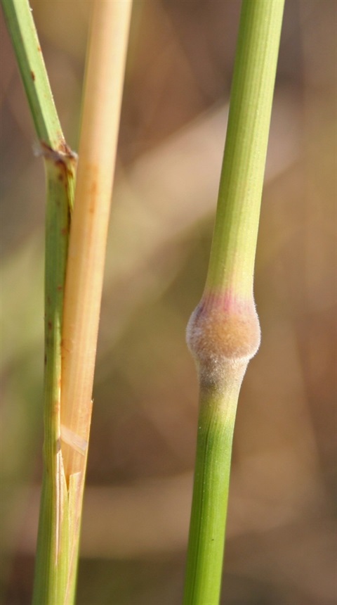 905B-4-Austrostipa-rudis-ssp.-nervosa-fol2-Marilyn-Gray.jpg