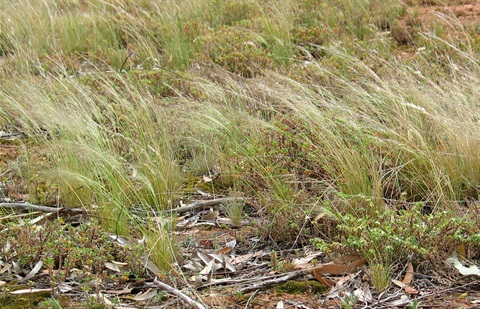 906B-1-Austrostipa-scabra-ssp.-falcata-hab-Colleen-Miller.jpg