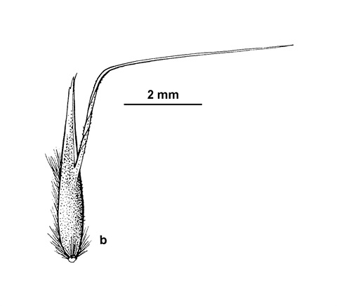 907B-Deyeuxia-densa-A.-Barley.jpg