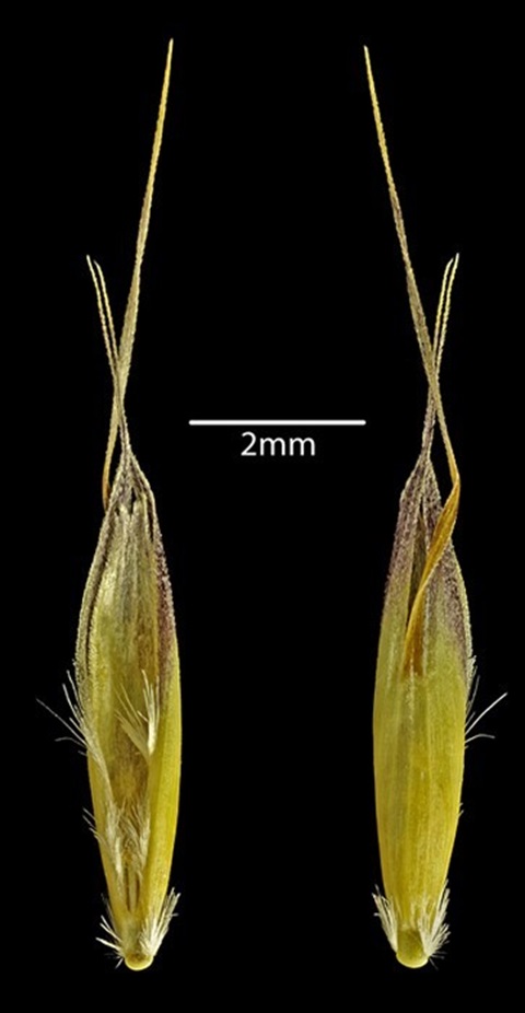 913B-Rytidosperma-nudiflorum-PK.jpg