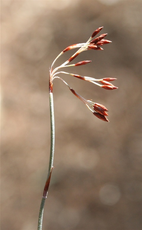 967B-4-Hypolaena-fastigiata-m-fl-Marilyn-Gray.jpg