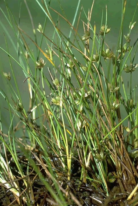 979B-1-Juncus-sandwithii-hab-C.-Totterdell-ANBG.jpg