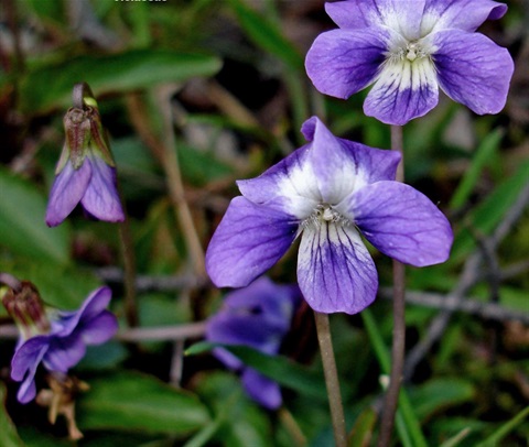 353B-2-Viola-betonicifolia-RH.jpg