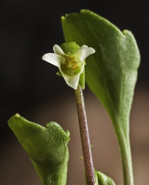 354B-2-Viola-cleistogamoides-PK.jpg