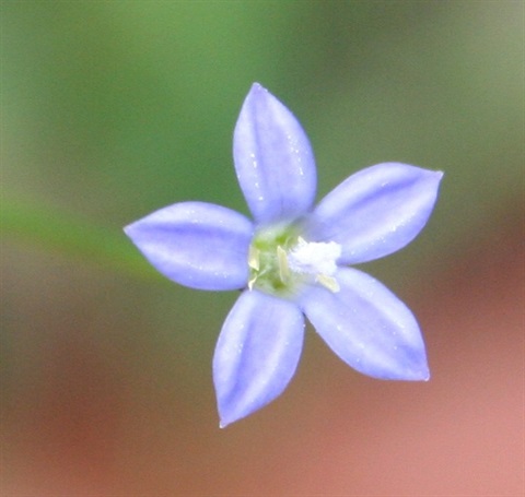 356B-2-Wahlenbergia-gracilis-fl-Marilyn-Gray.jpg