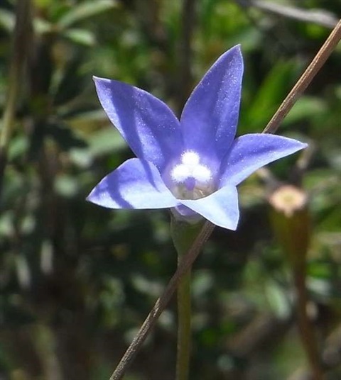 357B-2-Wahlenbergia-gymnoclada-fl-Russell-Best.jpg