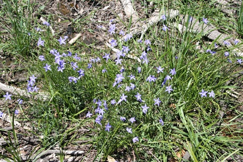 358B-1-Wahlenbergia-stricta-MB.jpg