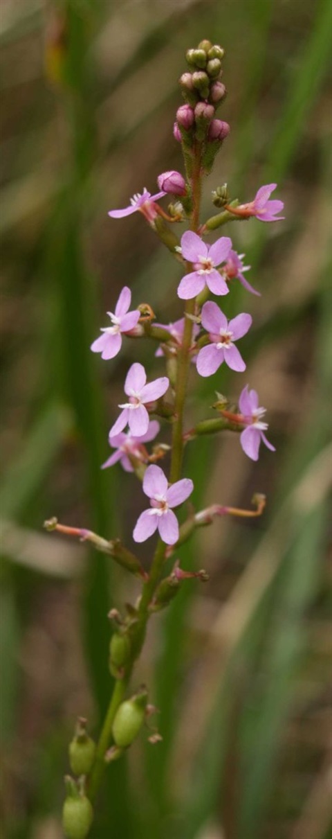 370B-2-Stylidium-armeria-fl-Healesville-Sanctuary.jpg