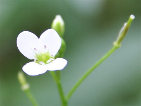 726B-2-Cardamine-tenuifolia-fl-Marilyn-Gray.jpg