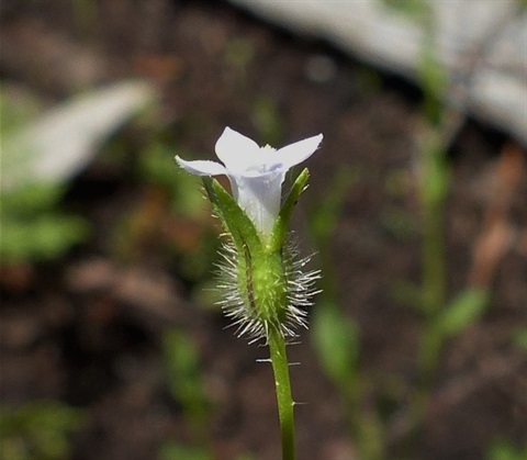 730B-3-Wahlenbergia-gracilenta-fl-Neil-Blair.jpg