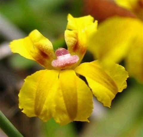 744B-2-Goodenia-humilis-fl-Cathy-Powers.jpg