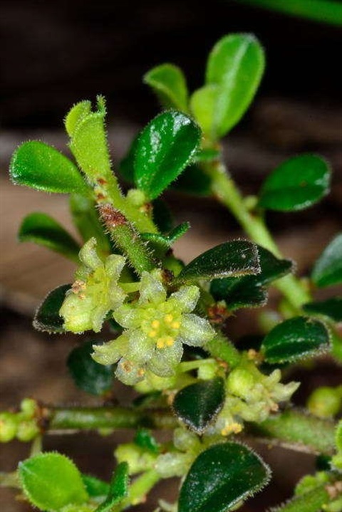 759B-2-Phyllanthus-hirtellus-fl-fol-Chris-Lindorff.jpg