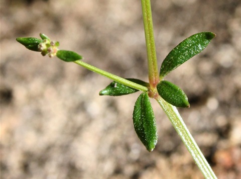 762B-4-Galium-binifolium-fol2-Marilyn-Gray.jpg