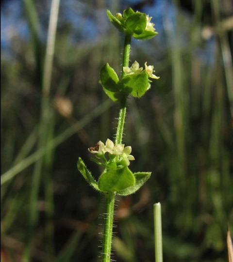 763B-3-Galium-ciliare-Richard-Hartlands.jpg