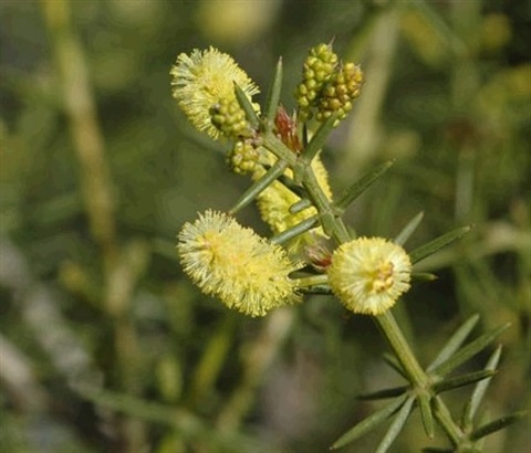 770B-2-Acacia-aculeatissima-fl-Murray-Fagg-ANBG.jpg