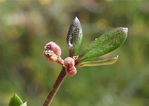 773B-3-Asperula-gunnii-fr-fol-Neil-Blair.jpg