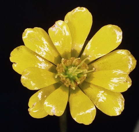 789B-2-Ranunculus-glabrifolius-fl-Peter-Kinchington.jpg