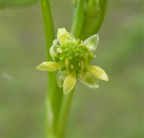 790B-2-Ranunculus-pumilio-var.-pumilio-fl-Neil-Blair.jpg