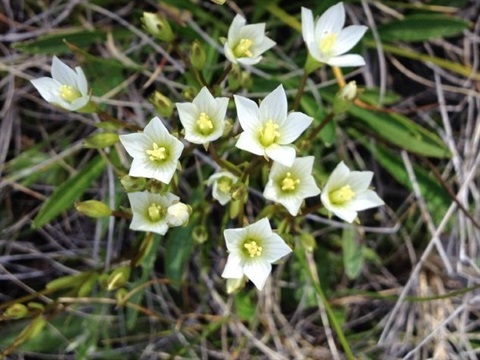 183B-1-Gentianella-polysperes-Marc-Freestone.jpg