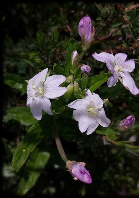 184B-2-Epilobium-gunnianum-fl-Russell-Best.jpg