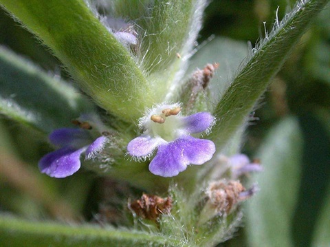 194B-2-Ajuga-australis-fl-Lorraine-Phelan.jpg