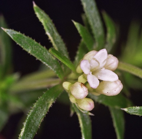 200B-2-Asperula-scoparia-fl-male-Peter-Kinchington.jpg