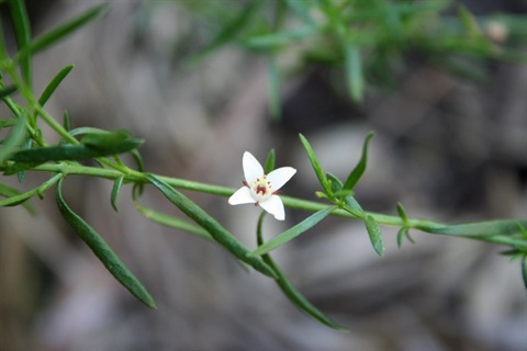 204B-3-Boronia-nana-var.-hyssopifolia-fl-2-Marilyn-Gray.jpg