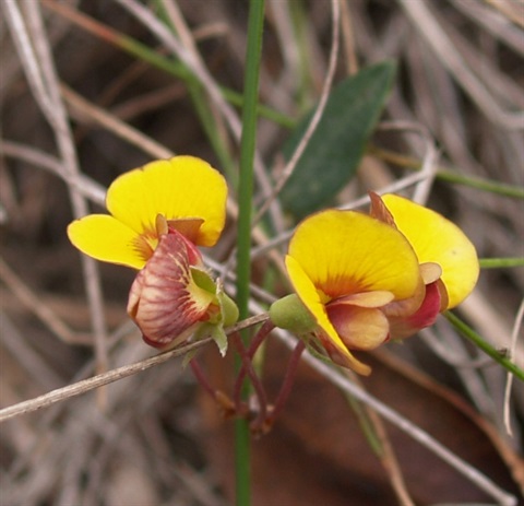 206B-2-Bossiaea-prostrata-fl-Heales-Sanc.jpg