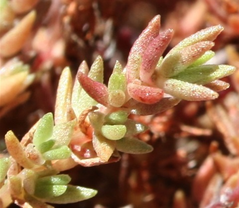 222B-3-Crassula-sieberiana-fol-Marilyn-Gray.jpg