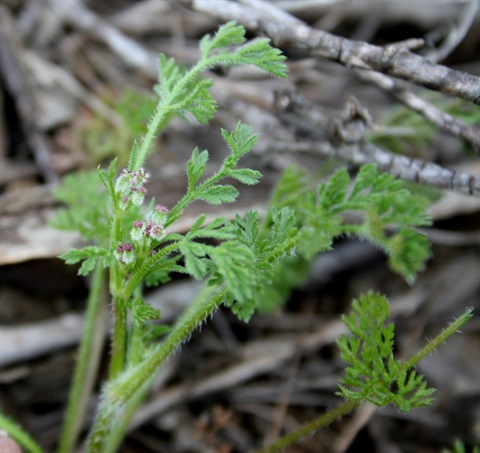 226B-2-Daucus-glochidiatus-fl-Marilyn-Gray.jpg