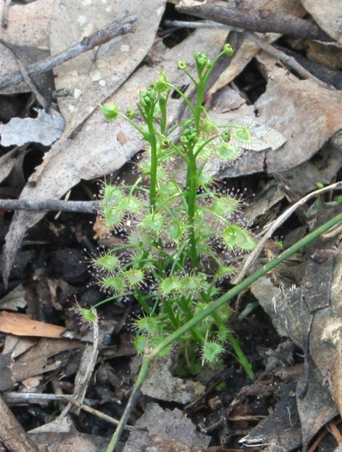 232B-1-Drosera-auriculata-2-hab-Marilyn-Gray.jpg