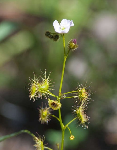 233B-3-Drosera-peltata-fol-Chris-Clarke.jpg