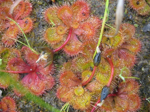 234B-1-Drosera-aberrans-Kelly-Hofert.jpg