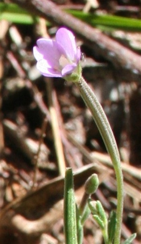 237B-2-Epilobium-billardierianum-ssp.-cinereum-fl-Marilyn-Gray.jpg