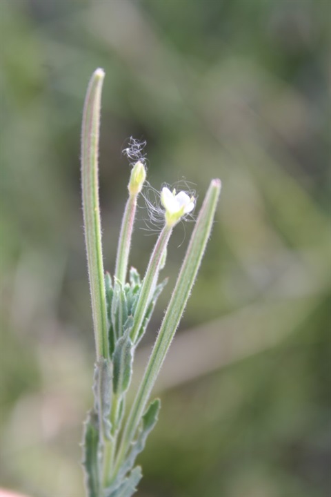 238B-2-Epilobium-hirtigerum-fl-Marilyn-Gray.jpg