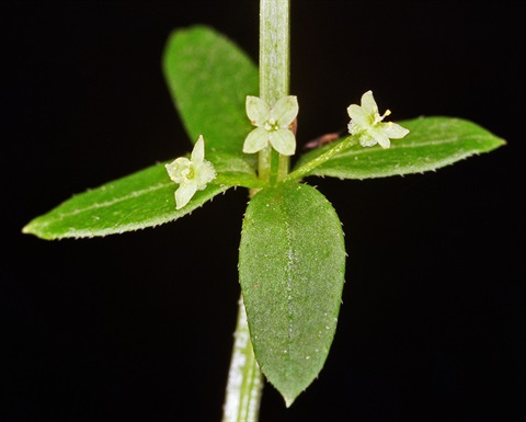 244B-2-Galium-leiocarpum-fl2-Peter-Kinchington.jpg