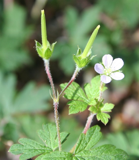 245B-2-Geranium-homeanum-fl-fr-Marilyn-Gray.jpg