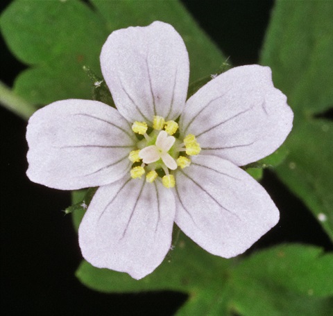 246B-2-Geranium-potentilloides-fl3-Peter-Kinchington.jpg