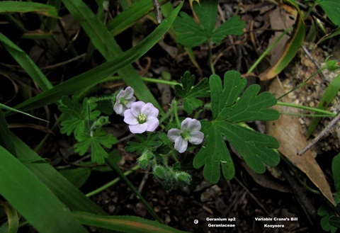 247B-2-Geranium-ciliocarpum-fl-Richard-Hartland.jpg