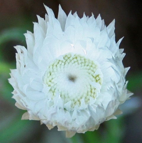 257B-3-Helichrysum-leucopsideum-fl-3-Marilyn-Gray.jpg